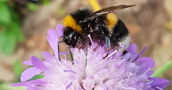 Wildflowers and bee