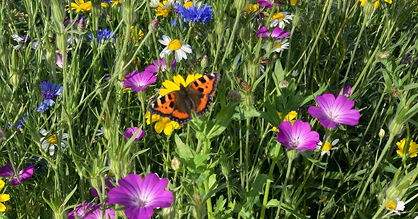 Wildflowers and butterfly