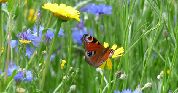 Wildflowers and butterfly